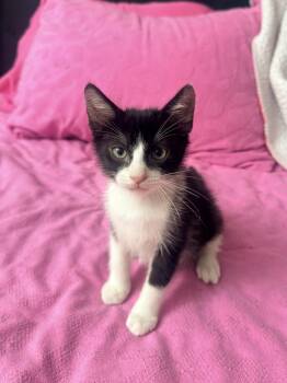 Felix -  Domestic Short Hair Cat for Adoption in Palmetto Bay, Florida - Felix | PetCurious