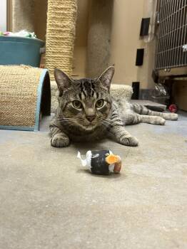 Monk -  Domestic Short Hair Cat for Adoption in Wheaton, Illinois - Monk | PetCurious
