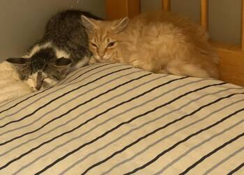 Opie (The 611 Five) -  Domestic Long Hair Cat for Adoption in Telford, Pennsylvania - Opie (The 611 Five) | PetCurious