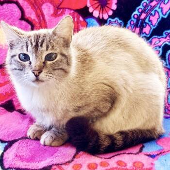 Mama Hoagie -  Domestic Short Hair and Siamese Cat for Adoption in Mt. Juliet, Tennessee - Mama Hoagie | PetCurious
