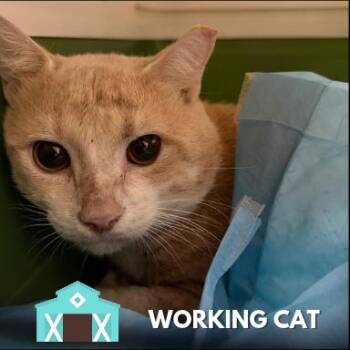 Boo -  Domestic Short Hair Cat for Adoption in Sarasota, Florida - Boo | PetCurious