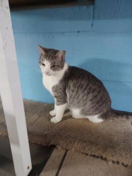 Domestic Short Hair Cats Available for Adoption in Blountville, Tennessee - Ruth | PetCurious