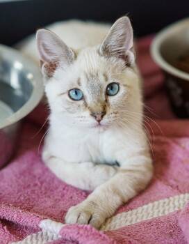 Liam -  Siamese and Tabby Cat for Adoption in Lampasas, Texas - Liam | PetCurious