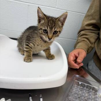 Cosmic Brownie -  Domestic Short Hair Cat for Adoption in Parkersburg, West Virginia - Cosmic Brownie | PetCurious