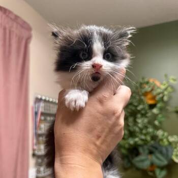 Domestic Long Hair Cats Available for Adoption - Chuy | PetCurious