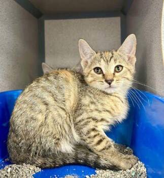 Domestic Short Hair Cats Available for Adoption in Bowling Green, Kentucky - Tammy | PetCurious