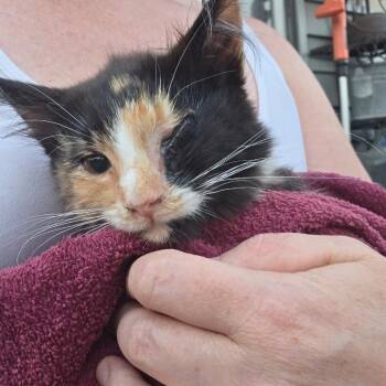 Spooky -  Domestic Short Hair Cat for Adoption in Moses Lake, Washington - Spooky | PetCurious
