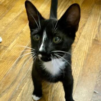 Stripe -  Domestic Short Hair Cat for Adoption in Folsom, Louisiana - Stripe | PetCurious