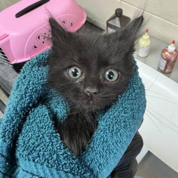 Ibanez -  Domestic Medium Hair Cat for Adoption in Reno, Nevada - Ibanez | PetCurious