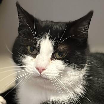 Domestic Short Hair Cats Available for Adoption - Felicia | PetCurious