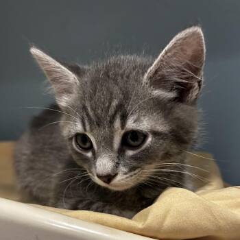 Domestic Short Hair Cats Available for Adoption in Chattanooga, Tennessee - Cinnamon Toast Crunch | PetCurious