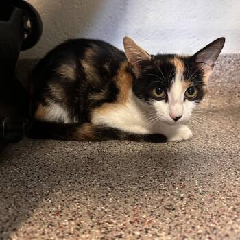 Mishu -  Domestic Short Hair Cat for Adoption in Sarasota, Florida - Mishu | PetCurious