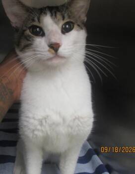 (612) -  Domestic Short Hair Cat for Adoption in Marietta, Georgia - (612) | PetCurious