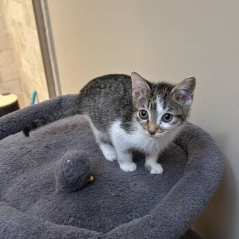 Viola -  Domestic Short Hair Cat for Adoption in Evanston, Illinois - Viola | PetCurious