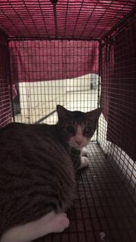 Socks (Burger) -  Domestic Short Hair Cat for Adoption in New Braunfels, Texas - Socks (Burger) | PetCurious