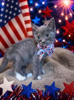 Puddle -  Domestic Short Hair Cat for Adoption in Nashville, Georgia - Puddle | PetCurious