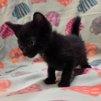 Domestic Short Hair Cats Available for Adoption in Murphysboro, Illinois - Durian | PetCurious