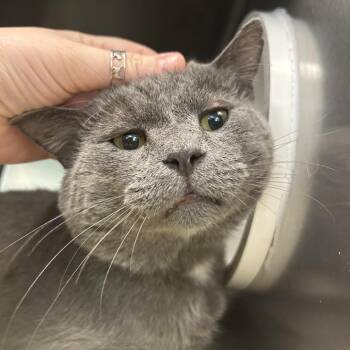 Pete -  Domestic Short Hair Cat for Adoption in Charlottesville, Virginia - Pete | PetCurious