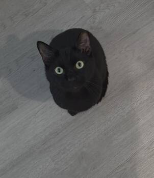 Rescue Domestic Short Hair Cats for Adoption in Wilmington, North Carolina - Ronan | PetCurious