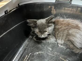 Thrive -  Domestic Short Hair Cat Available for Adoption in Nacogdoches, Texas - Thrive | PetCurious