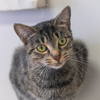 Rescue Domestic Short Hair Cats for Adoption in St. Augustine, Florida - Bellini | PetCurious