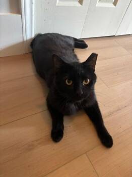 American Shorthair Cats Available for Adoption in Wilmington, North Carolina - Ivan | PetCurious