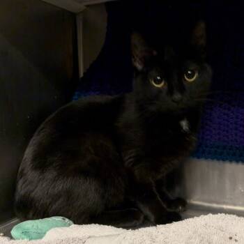 Rescue Domestic Short Hair Cats for Adoption in Council Bluffs, Iowa - Lucy Whitmore | PetCurious