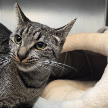 Zuzu -  Domestic Short Hair Cat Available for Adoption in Belfair, Washington - Zuzu | PetCurious