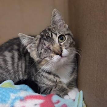 Reggie Rocket -  Domestic Short Hair Cat for Adoption in Westland, Michigan - Reggie Rocket | PetCurious