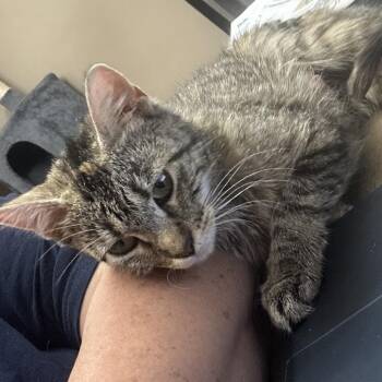 Emma -  Domestic Short Hair Cat for Adoption in Dekalb, Illinois - Emma | PetCurious