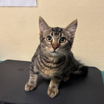 Toonces -  Domestic Medium Hair Cat for Adoption in Pasadena, California - Toonces | PetCurious