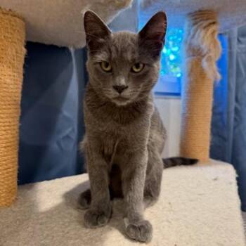 Winter Banana -  Domestic Short Hair Cat for Adoption in Santa Rosa, California - Winter Banana | PetCurious