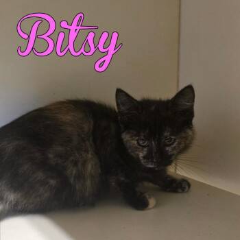 Bitsy -  Domestic Short Hair Cat Available for Adoption in Hillsboro, Ohio - Bitsy | PetCurious