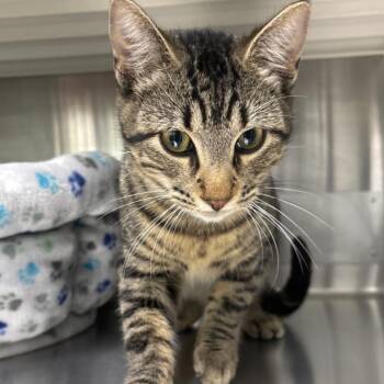 Domestic Short Hair Cats Available for Adoption - Magnus | PetCurious