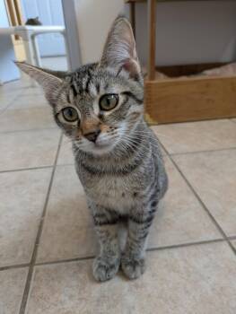 Rescue Domestic Short Hair Cats for Adoption in Eureka, California - Tots | PetCurious