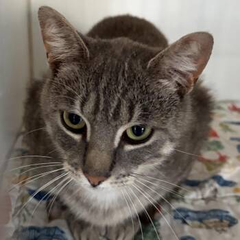 Domestic Short Hair Cats Available for Adoption in Durham, North Carolina - Noah | PetCurious