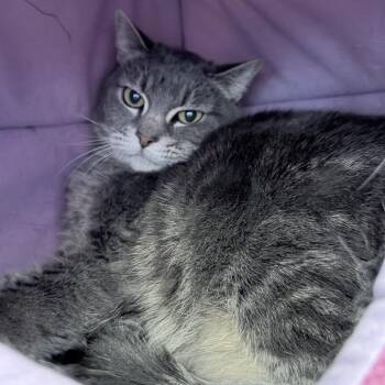 Coco -  Domestic Short Hair Cat Available for Adoption in Medford, Oregon - Coco | PetCurious