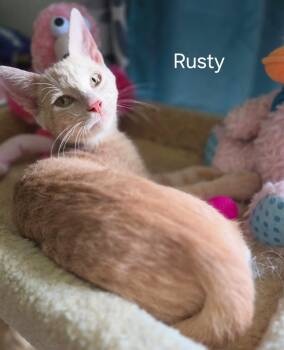 Rusty -  Domestic Short Hair Cat for Adoption in Oviedo, Florida - Rusty | PetCurious