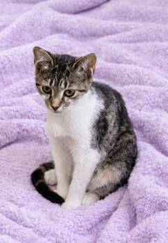 Caroline -  Domestic Short Hair Cat for Adoption in Morganton, North Carolina - Caroline | PetCurious
