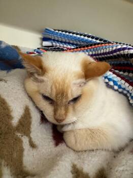 Dobbie -  Domestic Short Hair Cat Available for Adoption in Bloomington, Indiana - Dobbie | PetCurious