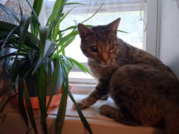 Helen -  American Shorthair Cat for Adoption in Staatsburg, New York - Helen | PetCurious