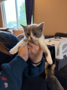 Domestic Short Hair Cats Available for Adoption in Poplar Grove, Illinois - Eloise Bridgerton | PetCurious
