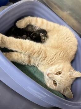 Osaka -  Domestic Short Hair Cat for Adoption in Cumberland, Maryland - Osaka | PetCurious