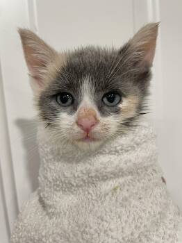 Minnie Moonbeam -  Dilute Calico Cat for Adoption - Minnie Moonbeam | PetCurious