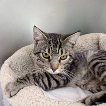 Domestic Short Hair Cats Available for Adoption in State College, Pennsylvania - Williams | PetCurious
