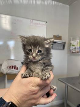 Zorro -  Domestic Long Hair Cat for Adoption in Bolivar, Missouri - Zorro | PetCurious