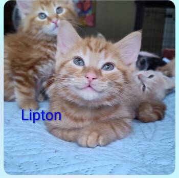 Lipton -  Domestic Short Hair Cat for Adoption in Sainte-martine, Quebec - Lipton | PetCurious