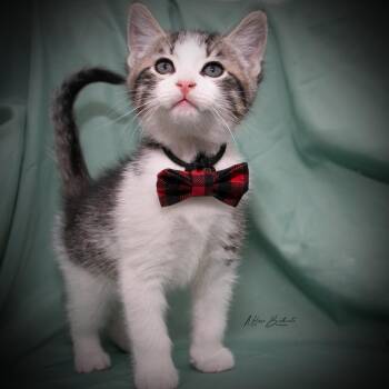 Catmando -  Domestic Short Hair Cat for Adoption in Calgary, Alberta - Catmando | PetCurious