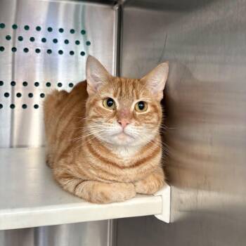 Fauna -  Domestic Short Hair Cat for Adoption in Pittsburgh, Pennsylvania - Fauna | PetCurious