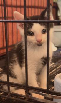 Moonstone -  Domestic Short Hair Cat for Adoption in Saint Clairsville, Ohio - Moonstone | PetCurious